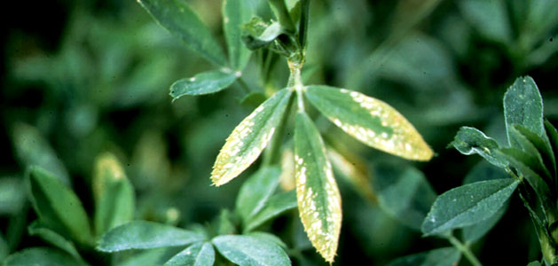 نشانه های كمبود پتاسیم در یونجه